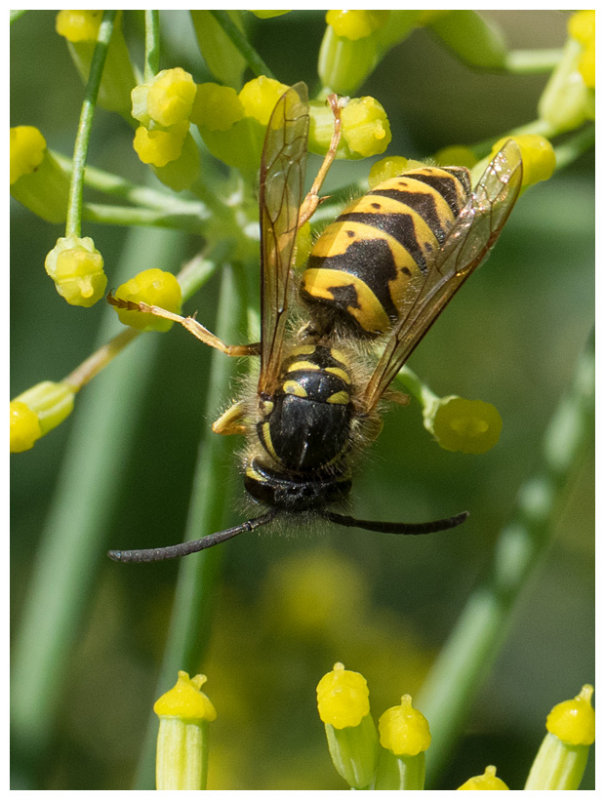 Vespula vulgaris