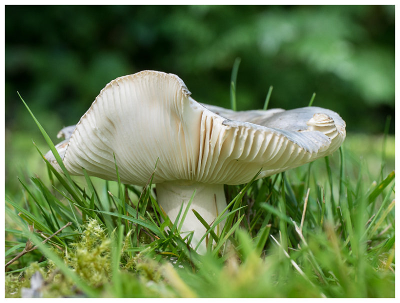 Russula parazurea