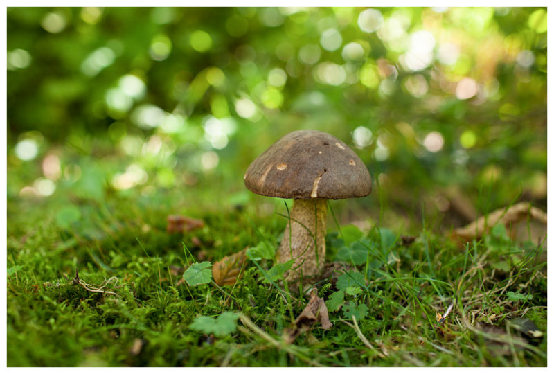 Leccinum scabrum  
