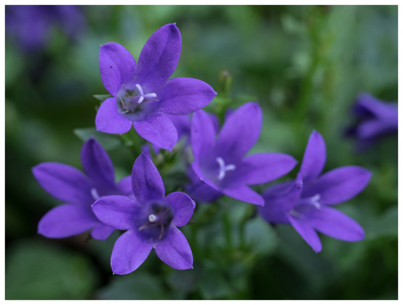 Campanula