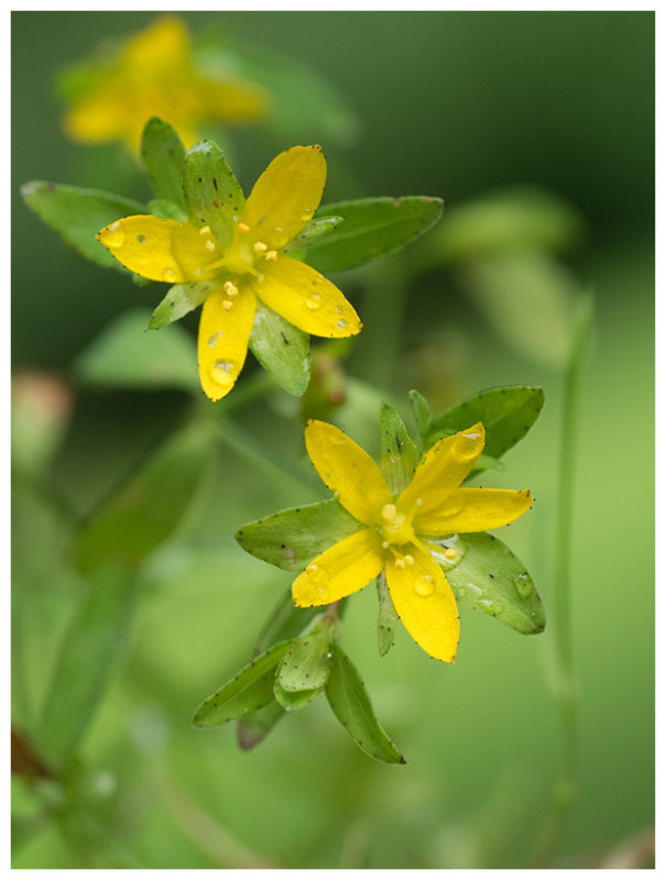 Hypericum humifusum    