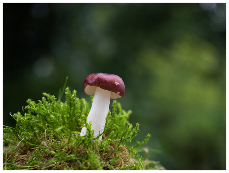 Russula nitida    