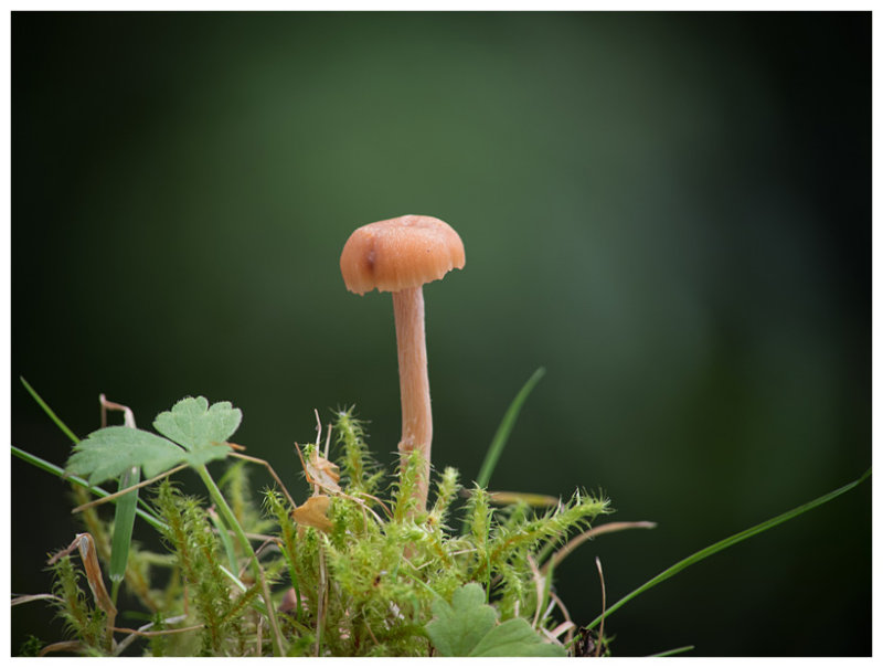 Laccaria laccata  