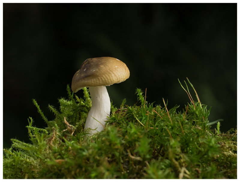 Russula ochroleuca    