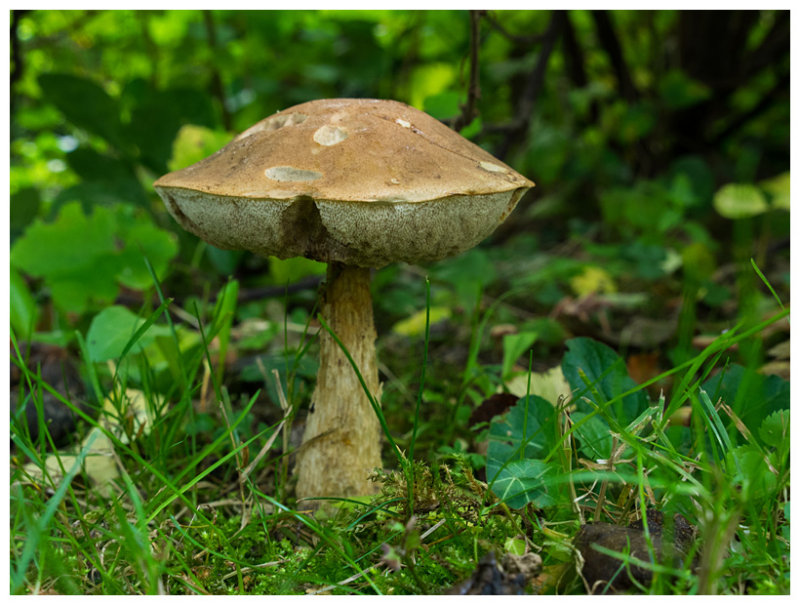 Leccinum carpini 