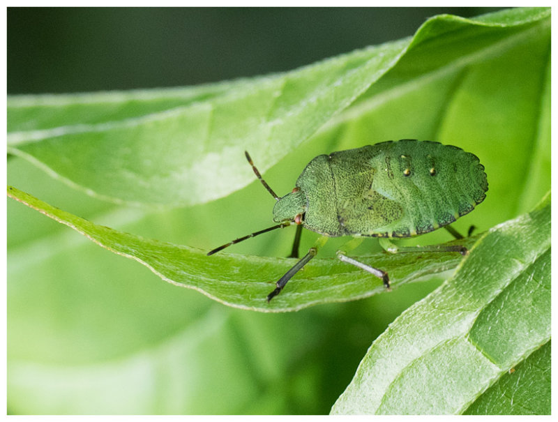 Shield bug (larva) 