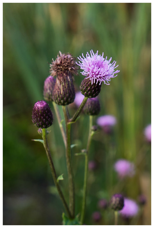 Cirsium arvense    