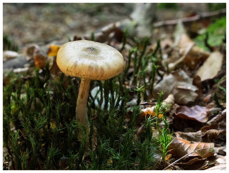 Cortinarius