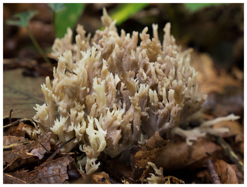 Clavulina coralloides 