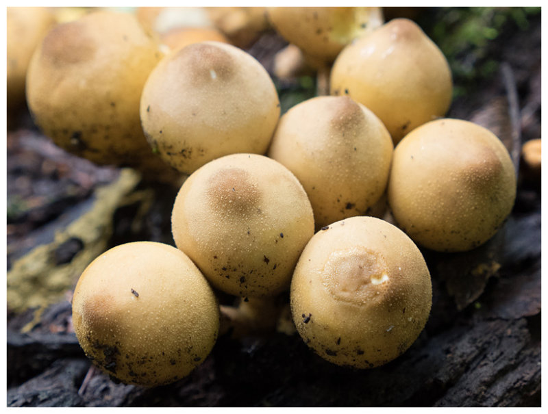 Lycoperdon pyriforme