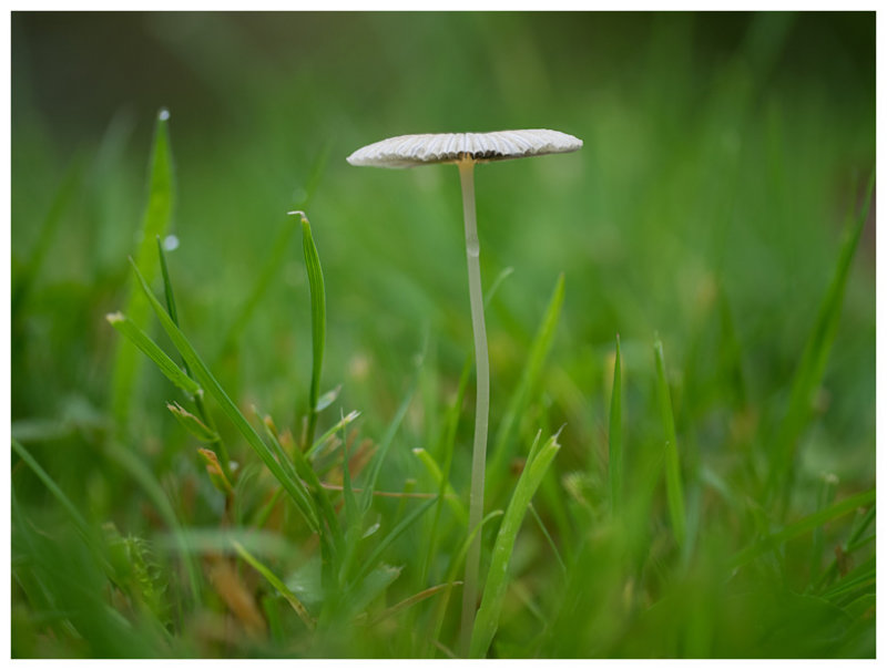 Coprinus plicatilis    