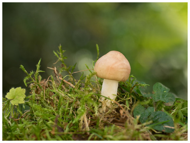 Russula sp.