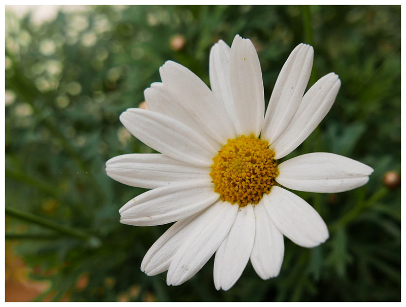 Daisy