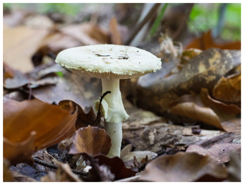 Amanita citrina  