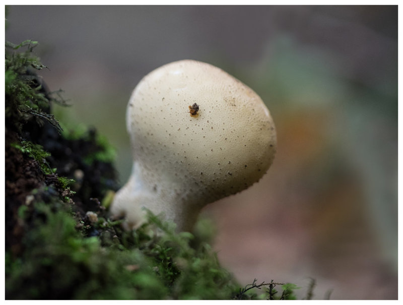 Lycoperdon molle    