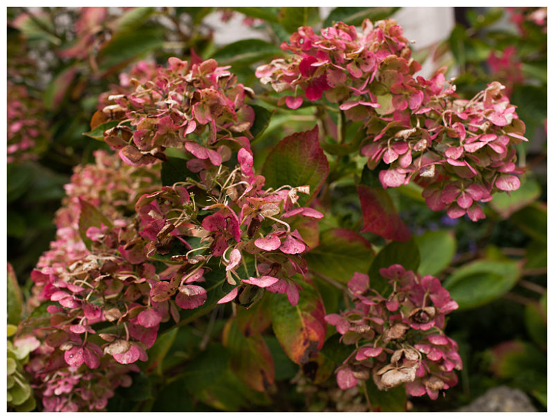 Hortensia