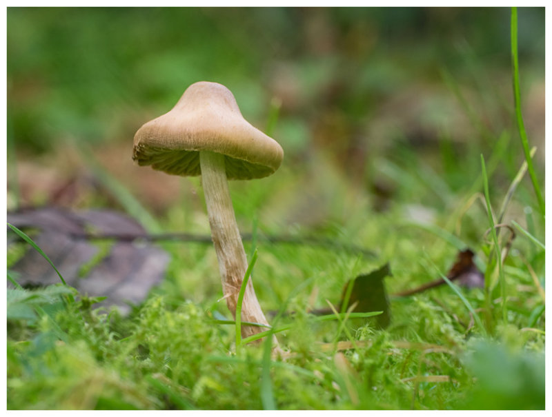 Inocybe 