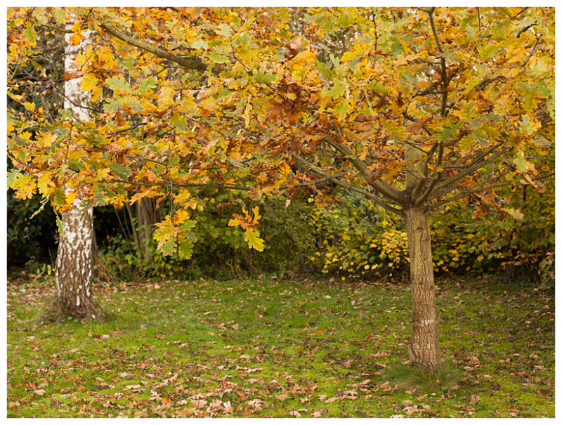 autumn in my backyard