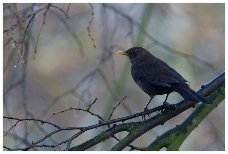 Blackbird  