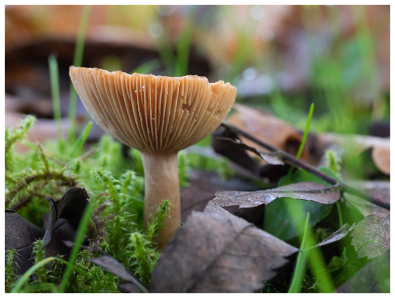 Lactarius glyciosmus  