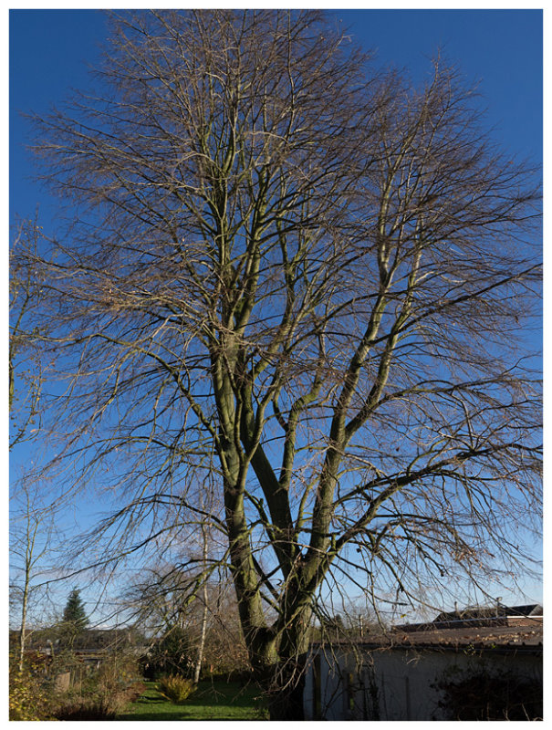 winter lime