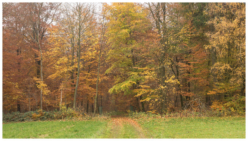 Bois de Vance