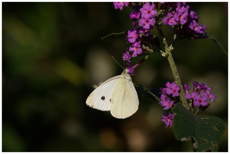Pieris rapae
