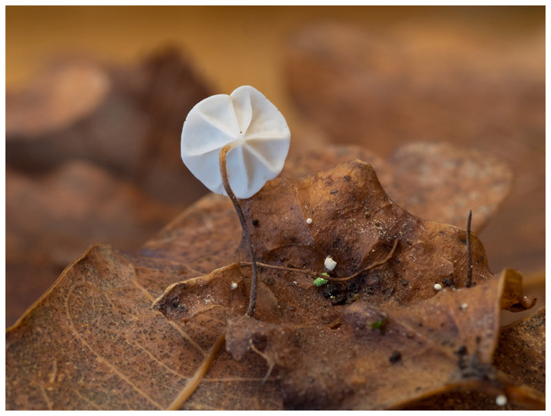 Marasmius epiphyllus