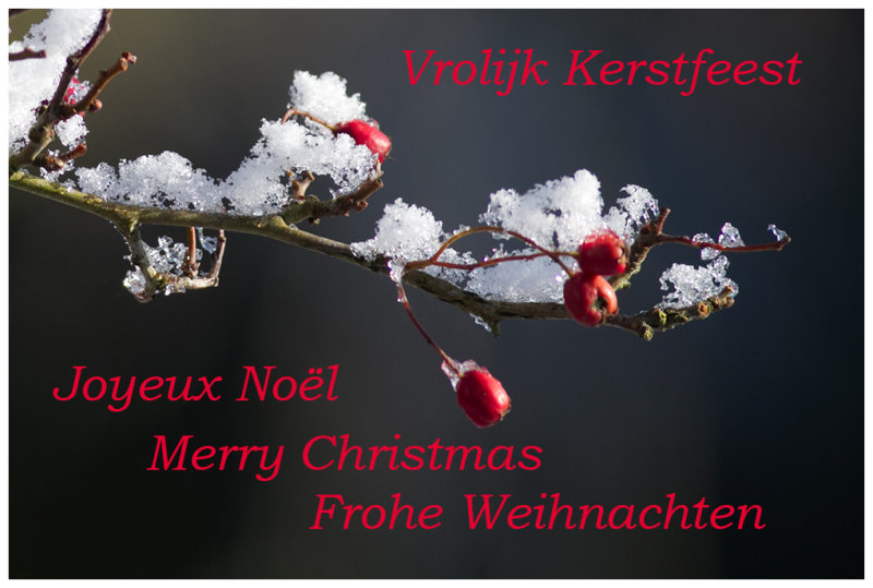 Merry Christmas