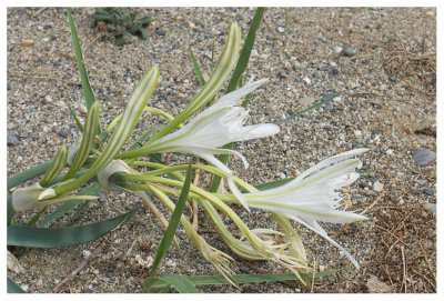 Pancratium maritimum