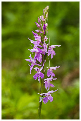 Dactylorhiza fuchsii 