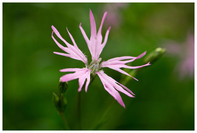 Lychnis flos-cuculi