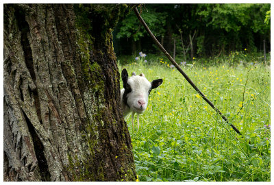 una capra curiosa