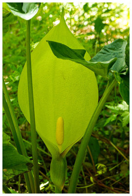 Arum italicum