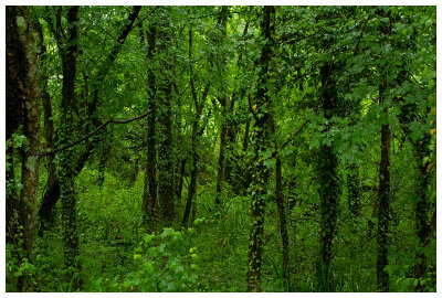 foresta pluviale ;-)