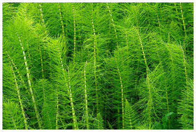 Equisetum telmateia