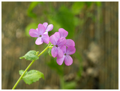 Lunaria rediviva