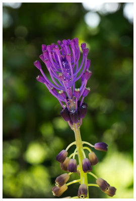 Muscari comosum 