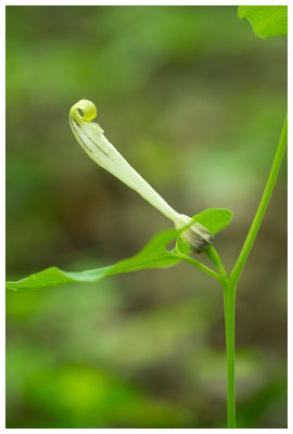 Aristolochia pallida