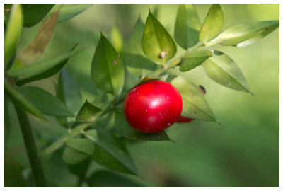 Ruscus aculeatus