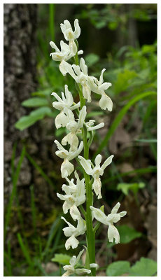 Orchis provincialis 