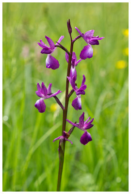 Orchis laxiflora 