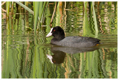 Common Coot 