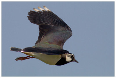 Northern Lapwing 