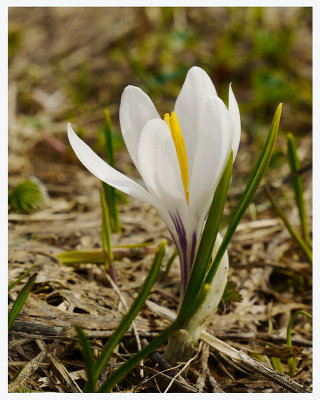 Crocus vernus albiflorus  