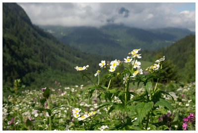 Ranunculus aconitifolius