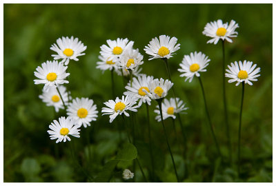 Bellis perennis  