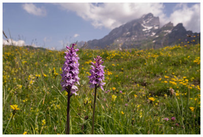 Dactylorhiza fuchsii