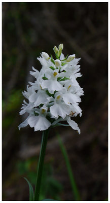 Dactylorhiza fuchsii