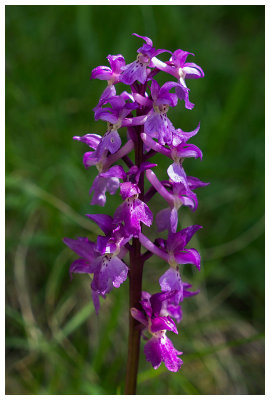 Orchis mascula  